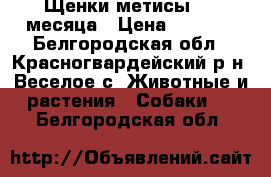 Щенки-метисы 1.5 месяца › Цена ­ 3 500 - Белгородская обл., Красногвардейский р-н, Веселое с. Животные и растения » Собаки   . Белгородская обл.